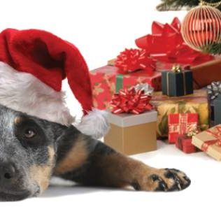 Redspot Christmas Banner