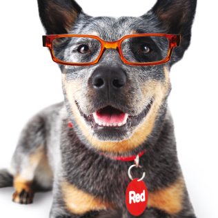 Red the Dog wearing glasses