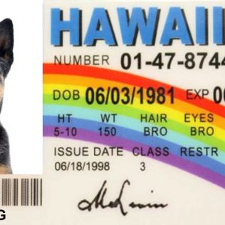 Dog on Hawaii drivers license