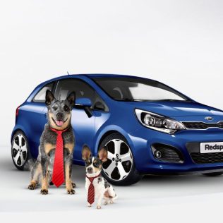 Big and small dog sitting in front of blue vehicle