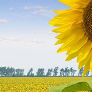 Sunflower farm