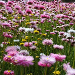 pink wildflowers in western australia