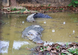 Koorana Crocodile Farm