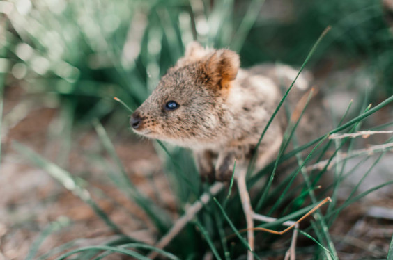 Rottnest Island