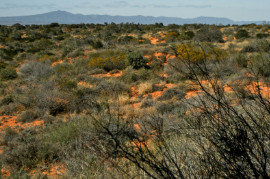 Flinders Ranges