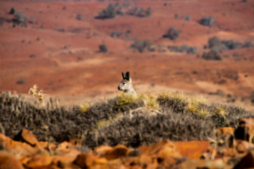 Flinders Ranges