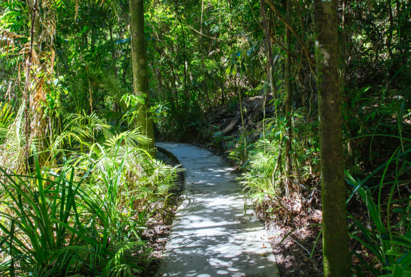 Cape Tribulation Beach in Australia