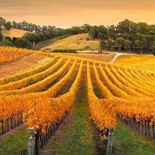 Winery Adelaide