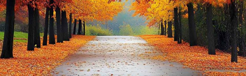 Header background image