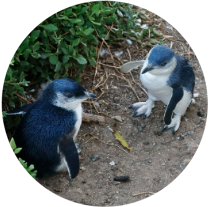Penguins Phillip Island