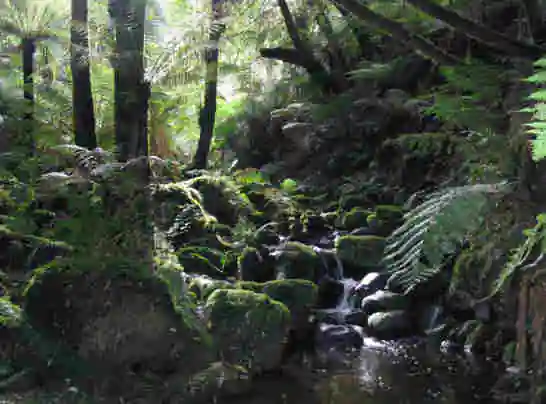 Dandenong Ranges