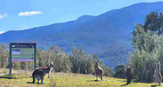 Tidbinbilla Nature Reserve