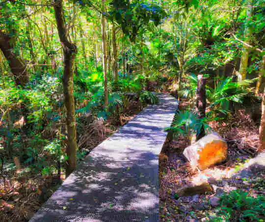 Minnamurra Rainforest