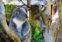 Koala at Yanchep National Park